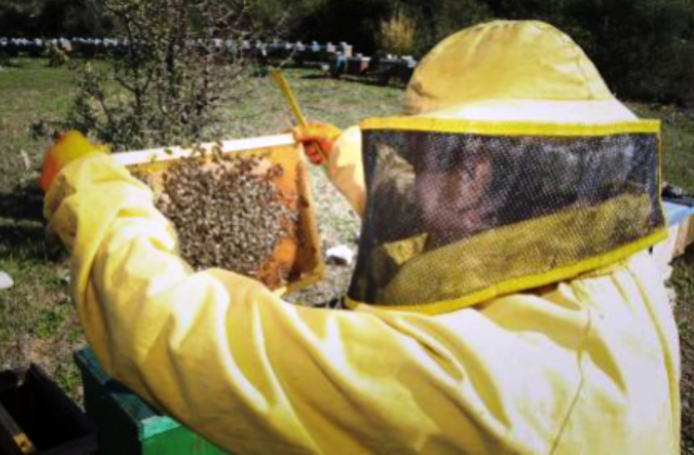 Apicoltura, bandi a sostegno del settore. Sammartino: «Segno del nostro impegno»